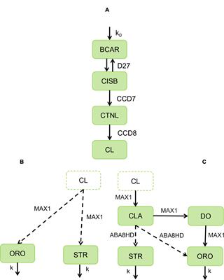 A mathematical model for strigolactone biosynthesis in plants